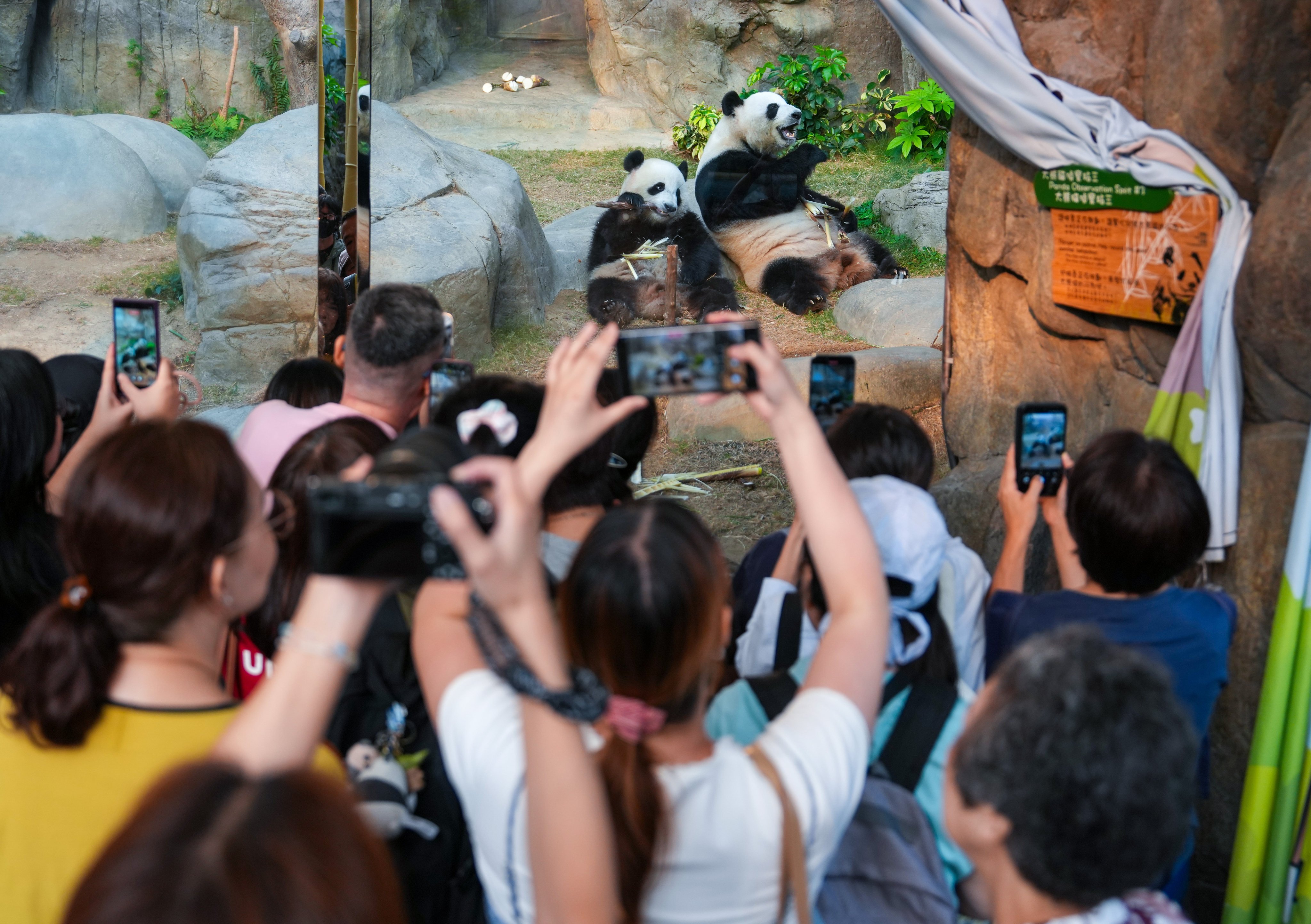 Delegates will enjoy an up-close experience with six giant pandas at Ocean Park. Photo: Sam Tsang