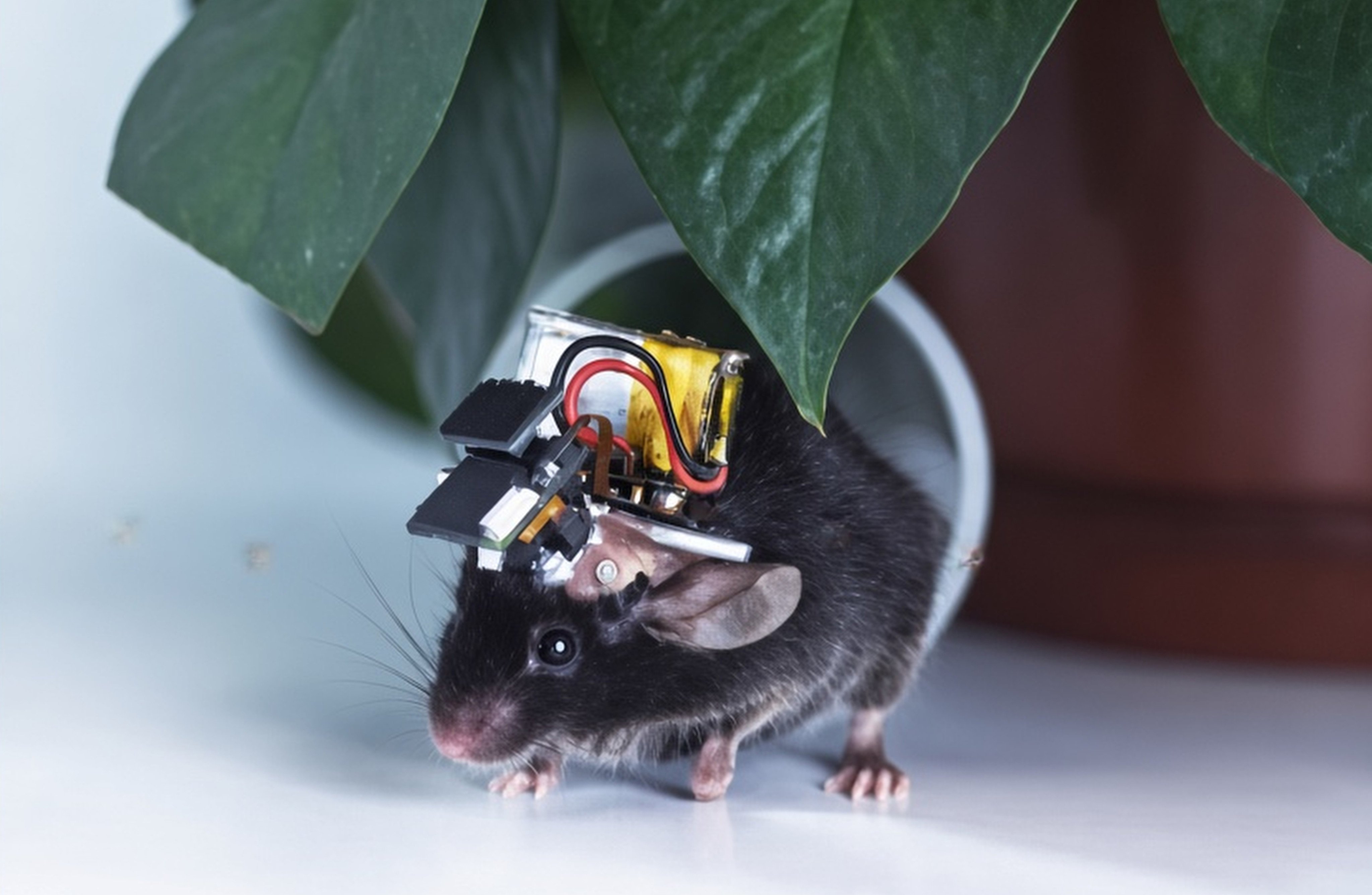 A mouse fitted with the Airscope, a device that can monitor thousands of brain cells at once. Photo: Tsinghua University