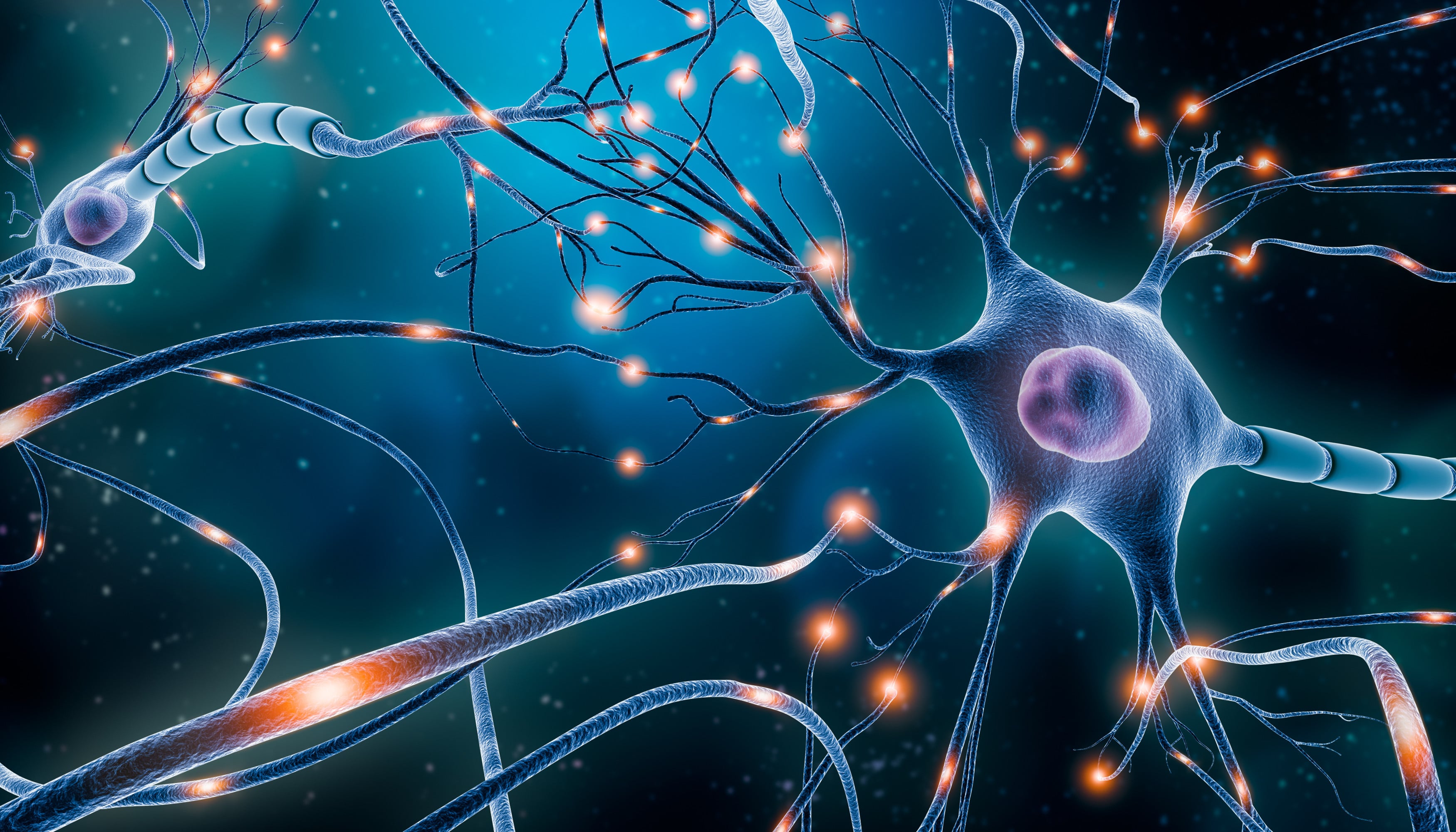 Neuronal network with electrical activity of neuron cells 3D rendering illustration. Neuroscience, neurology, nervous system and impulse, brain activity, microbiology concepts. Illustration: Shutterstock