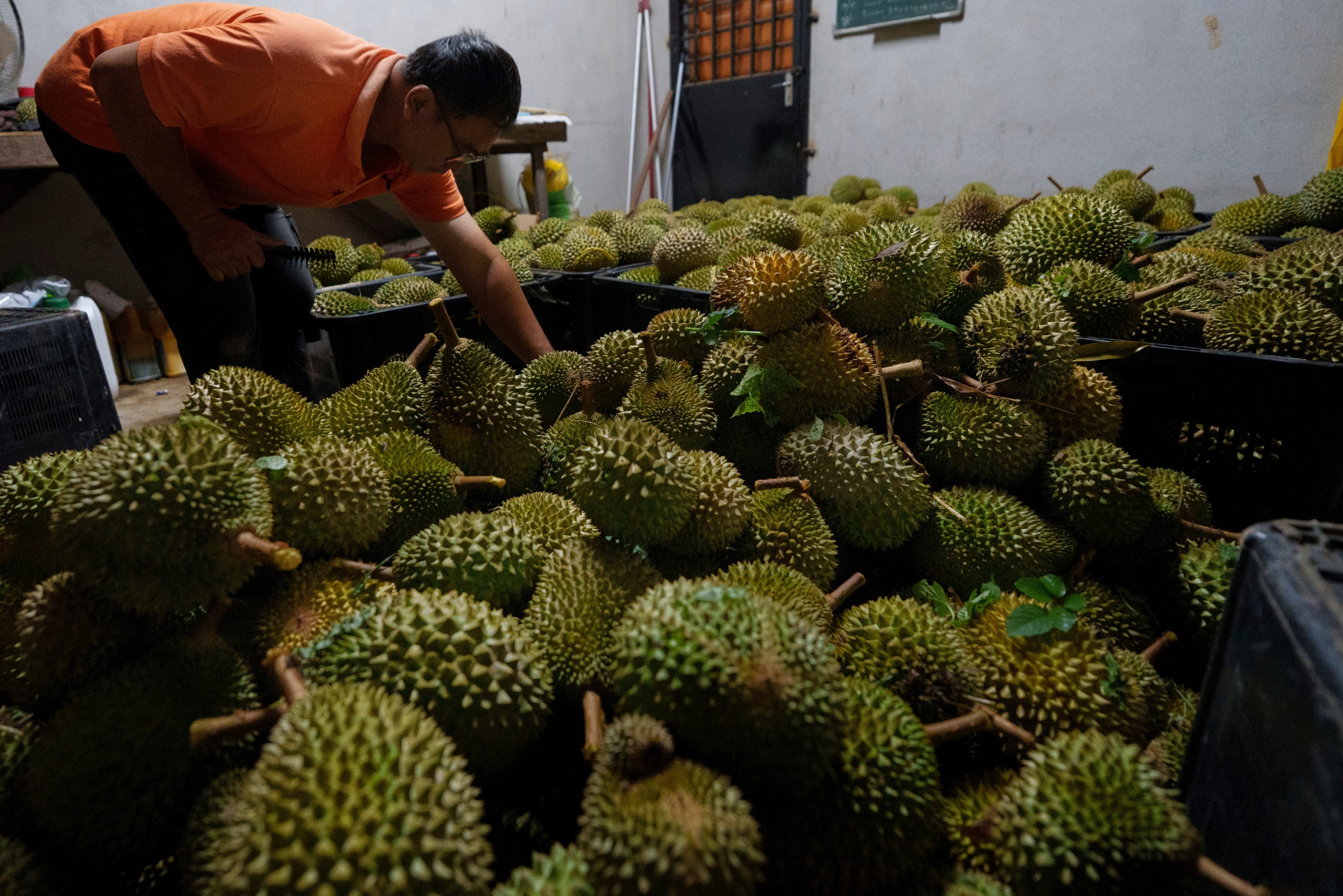 A worker sorts freshly harvested fruit at a durian farm collection point in Karak, Malaysia, on June 23. Photo: AP