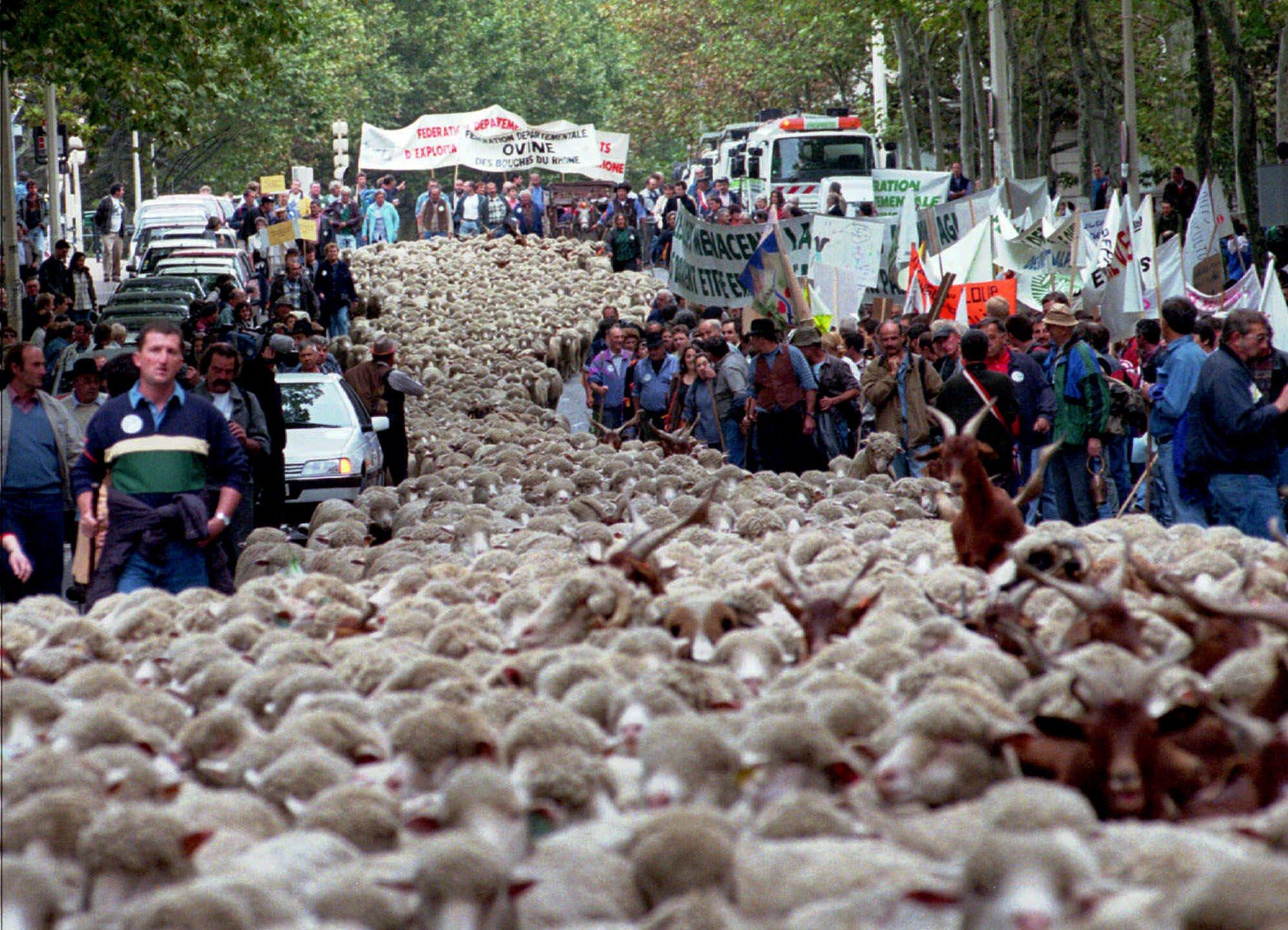 Shepherds herd hundreds of sheep through downtown Lyon in October 1998 to protest the protected status of wolves in the French Alps. Photo: AP