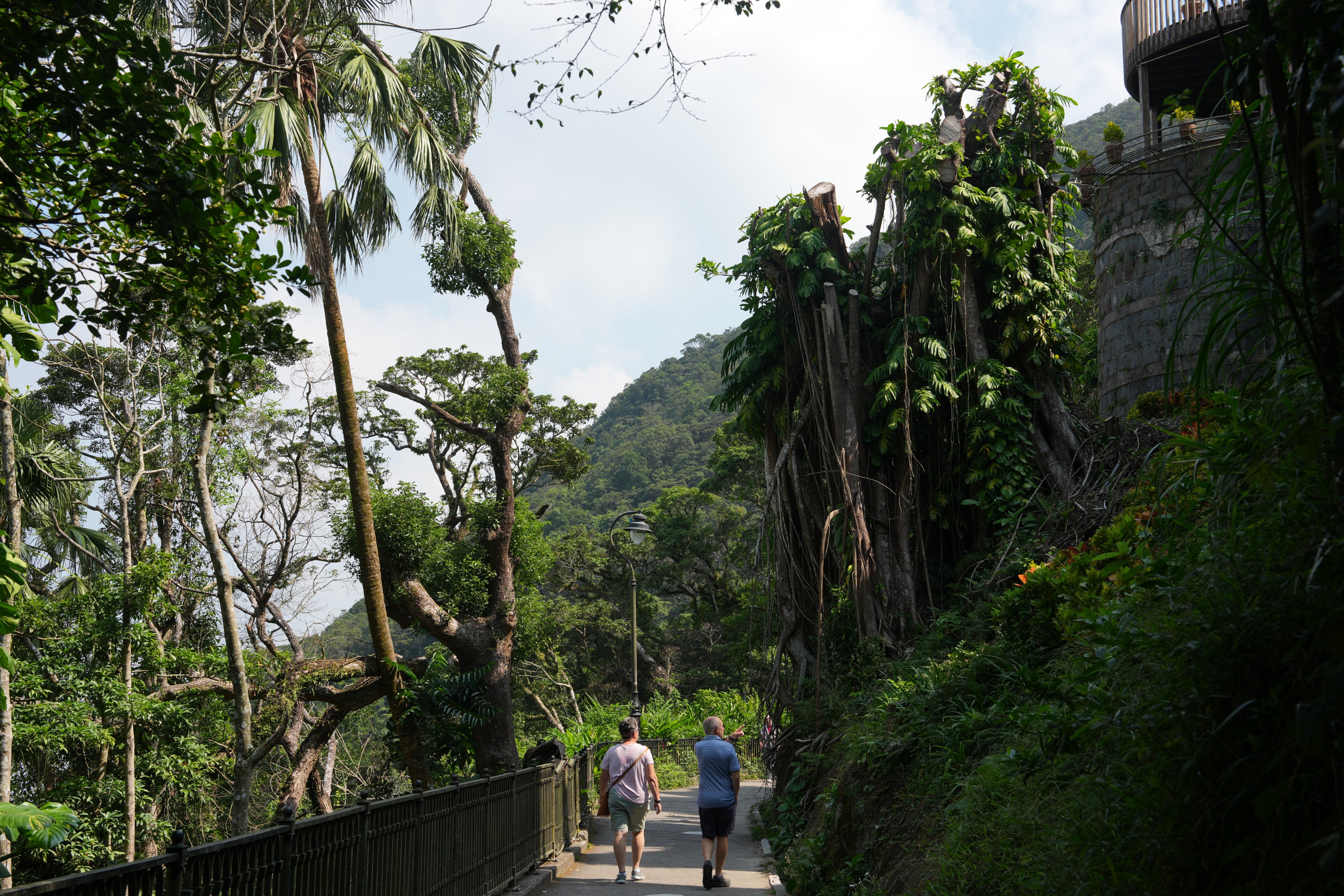 Trees have been cut down on Lugard Road on The Peak. Photo: Sam Tsang