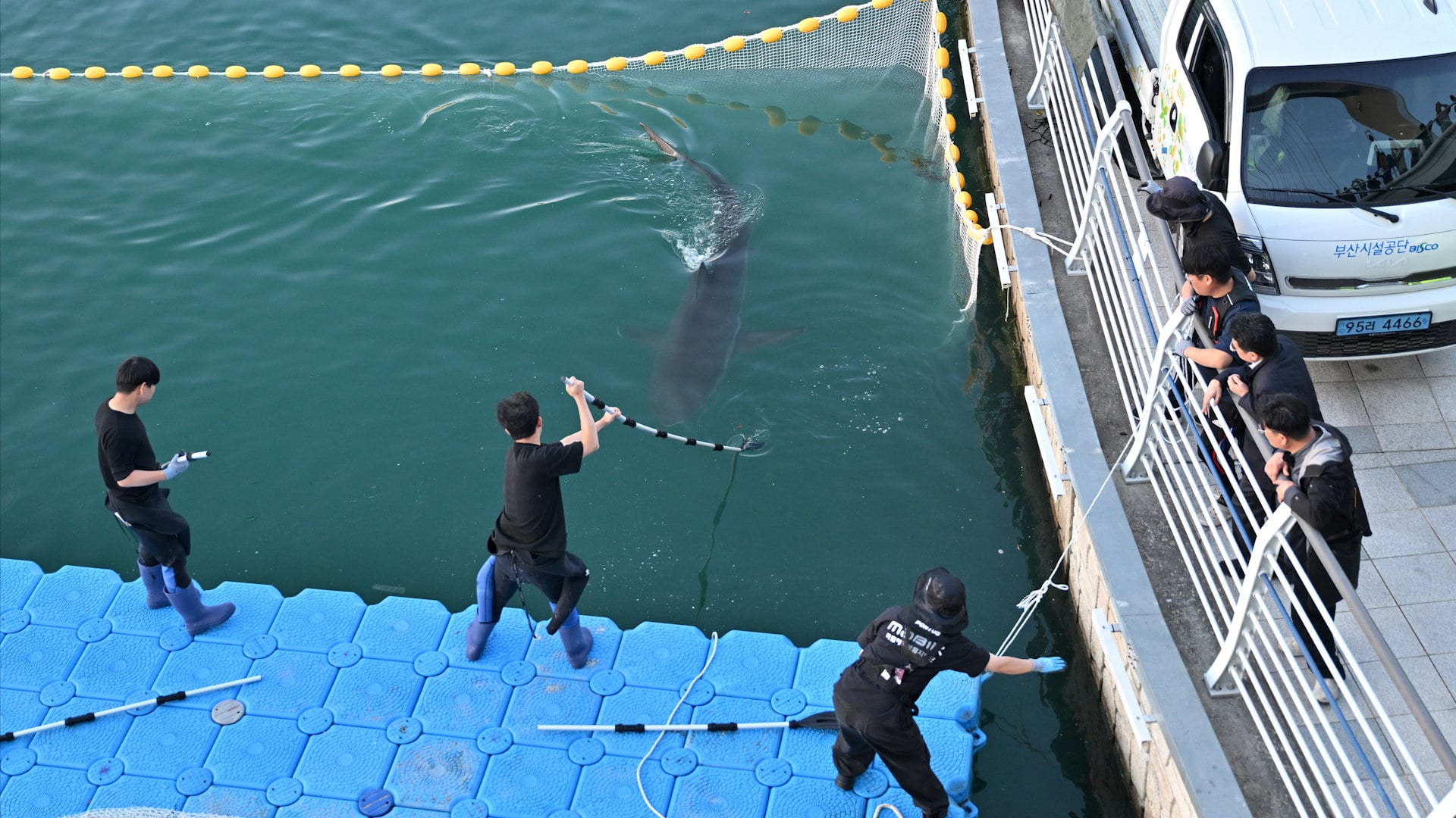 ‘Bukangi’, who has drawn more than 1.6 million visitors, was finally guided away from the canal after two earlier rescue attempts failed