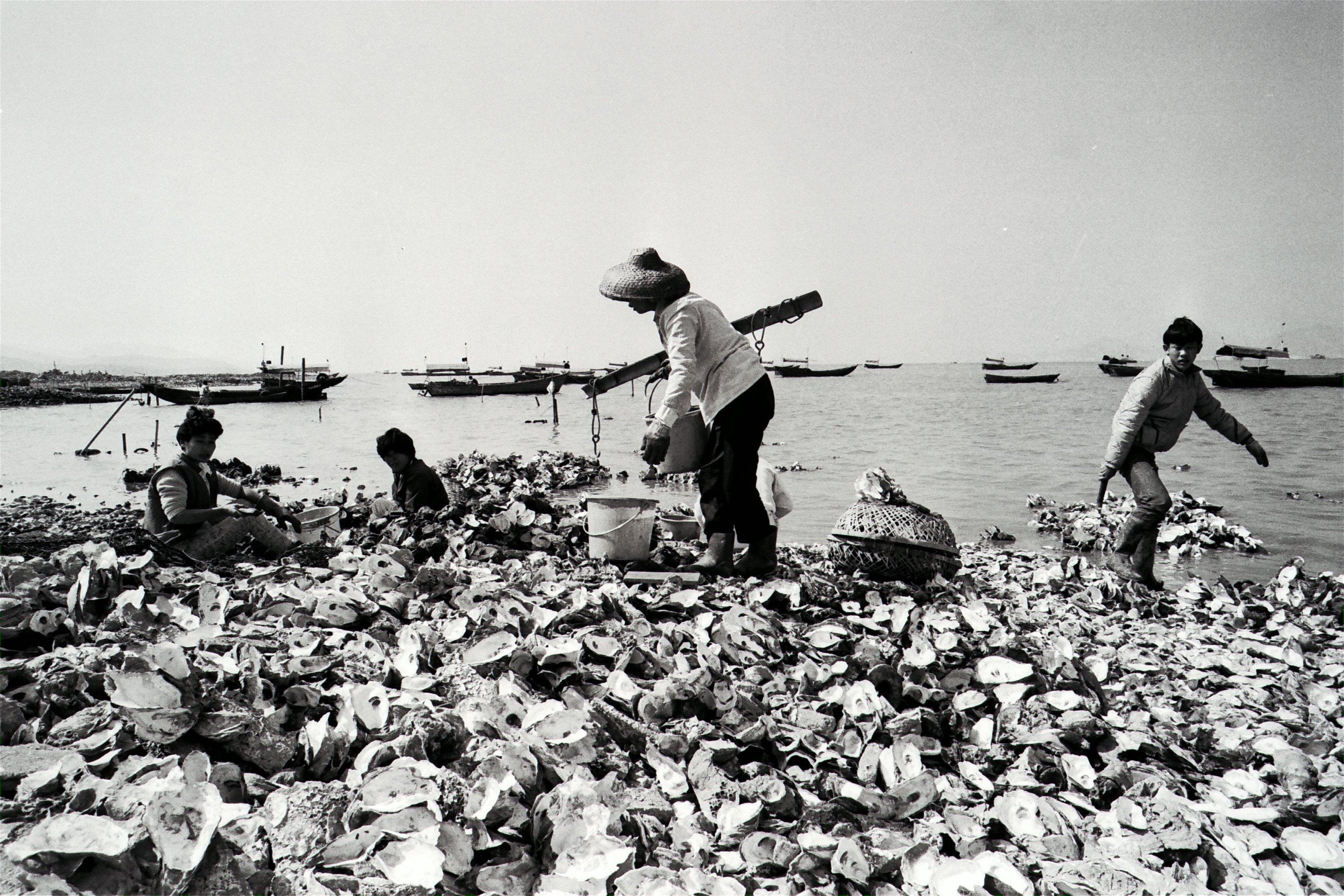 Oyster farmers in Lau Fau Shan, in 1987. Photo: SCMP Archives