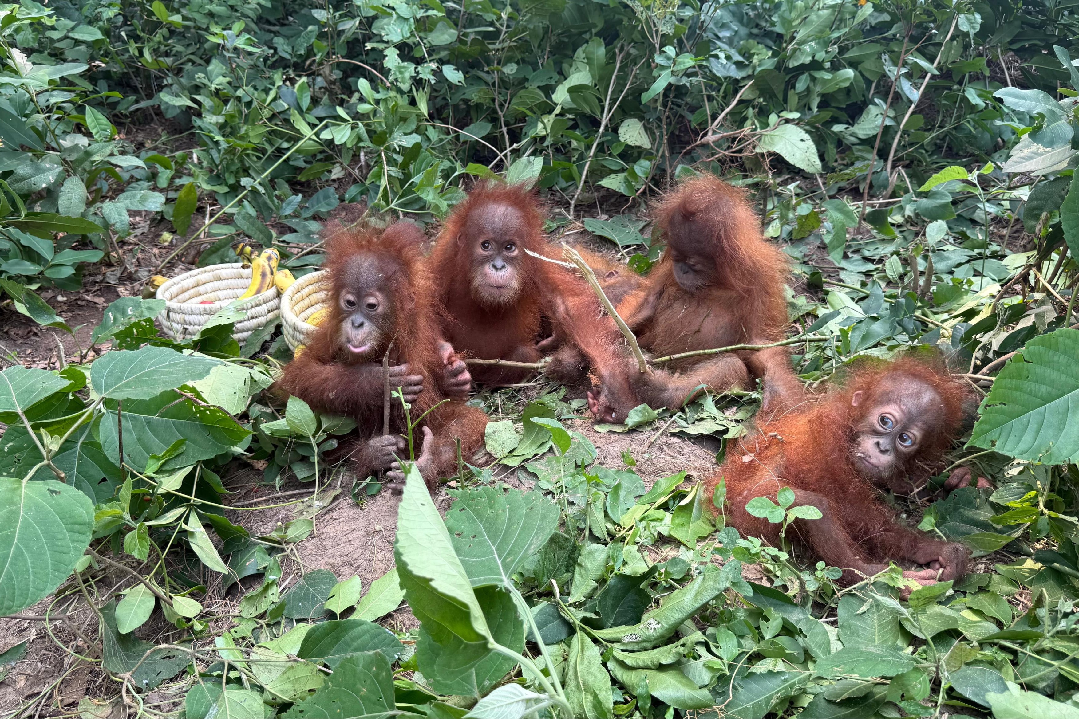 Rescued baby orangutans huddle together in Bhograi village in Balasore district of Odisha, India, in  September. Photo: DFO Balasore Wildlife Division / AP)
