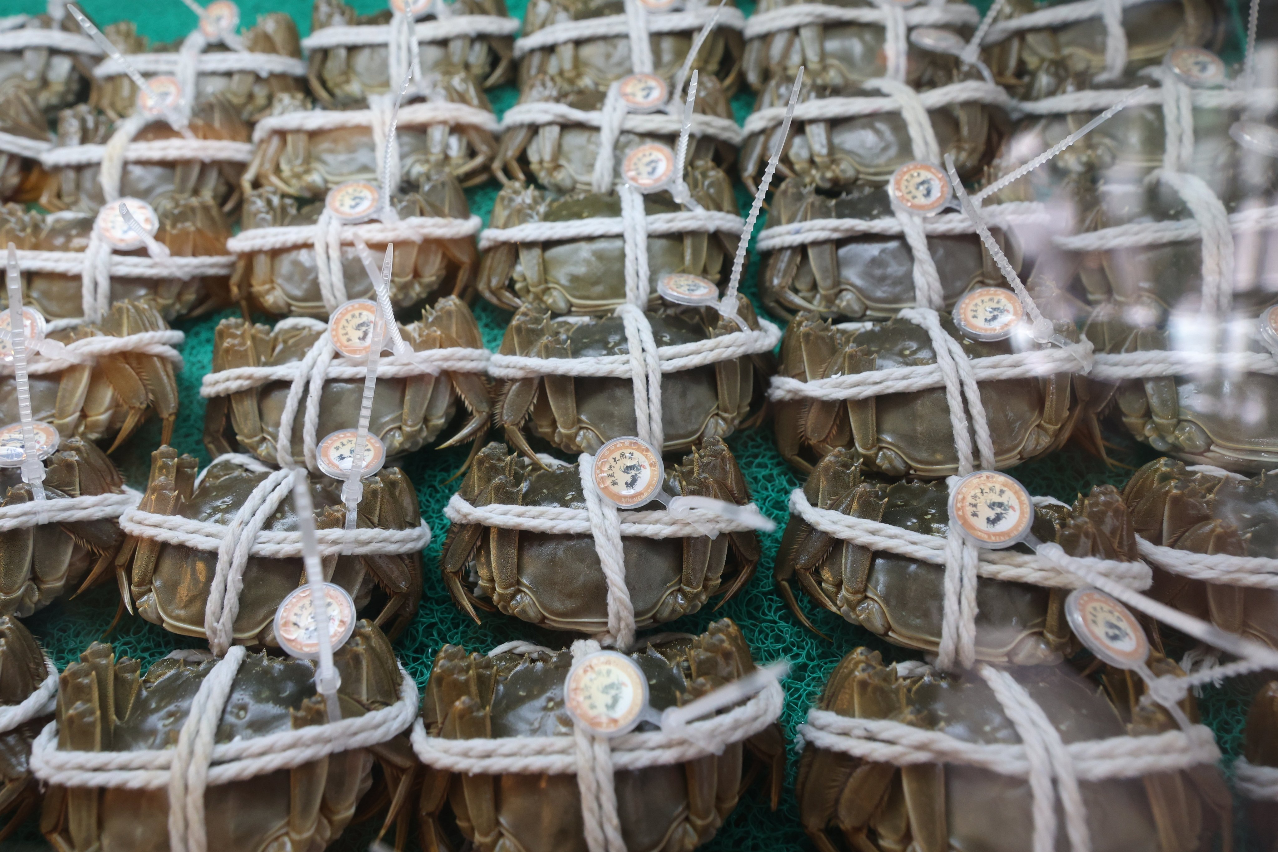 Hairy crabs on sale at a shop in Kowloon City in Hong Kong. Photo: Edmond So
