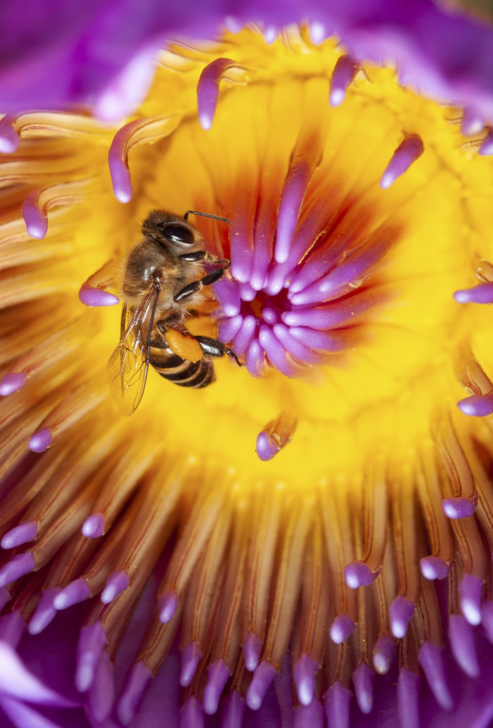 A honey bee in a lotus flower on Mount Kellett Road. Photo: Robert Ferguson