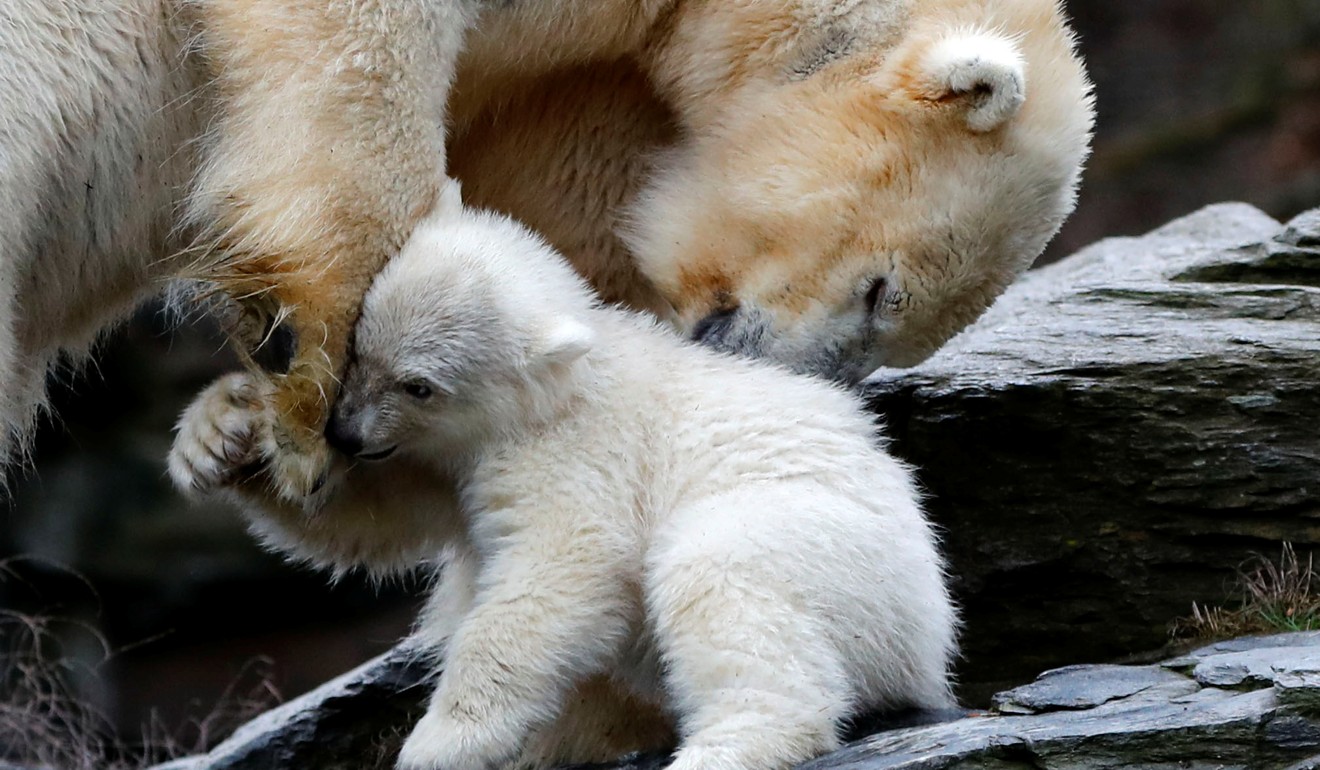 A female polar bear cub, born on December 1, 2018, is seen together with 9 year-old mother. Photo: Reuters