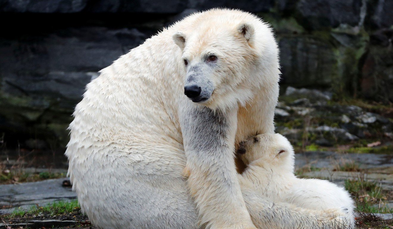 The polar bear cub with its 9 year-old mother Tonja. Photo: Reuters