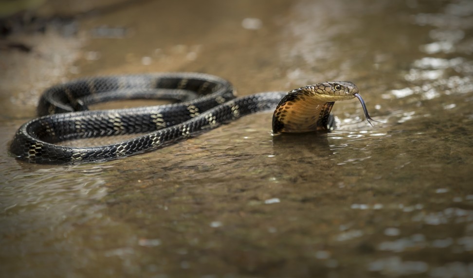 A king cobra in Shing Mun Country Park. Photo: Robert Ferguson