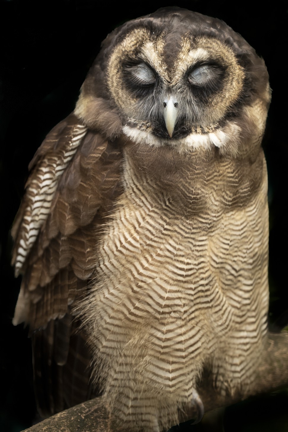 A brown wood owl at the Kadoorie Farm and Botanic Garden. Photo: Robert Ferguson