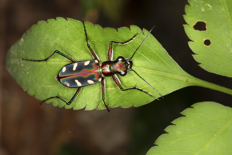 A golden-spotted tiger beetle in Po Lo Che, Sai Kung. Photo: Robert Ferguson