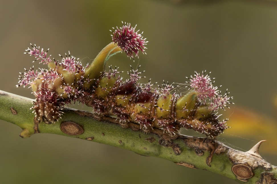 A caterpillar of the white commodore butterfly in Tai Mo Shan. Photo: Robert Ferguson