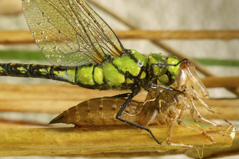 A blue-spotted emperor dragonfly emerges from its skin, Razor Hill Road, Sai Kung. Photo: Robert Ferguson