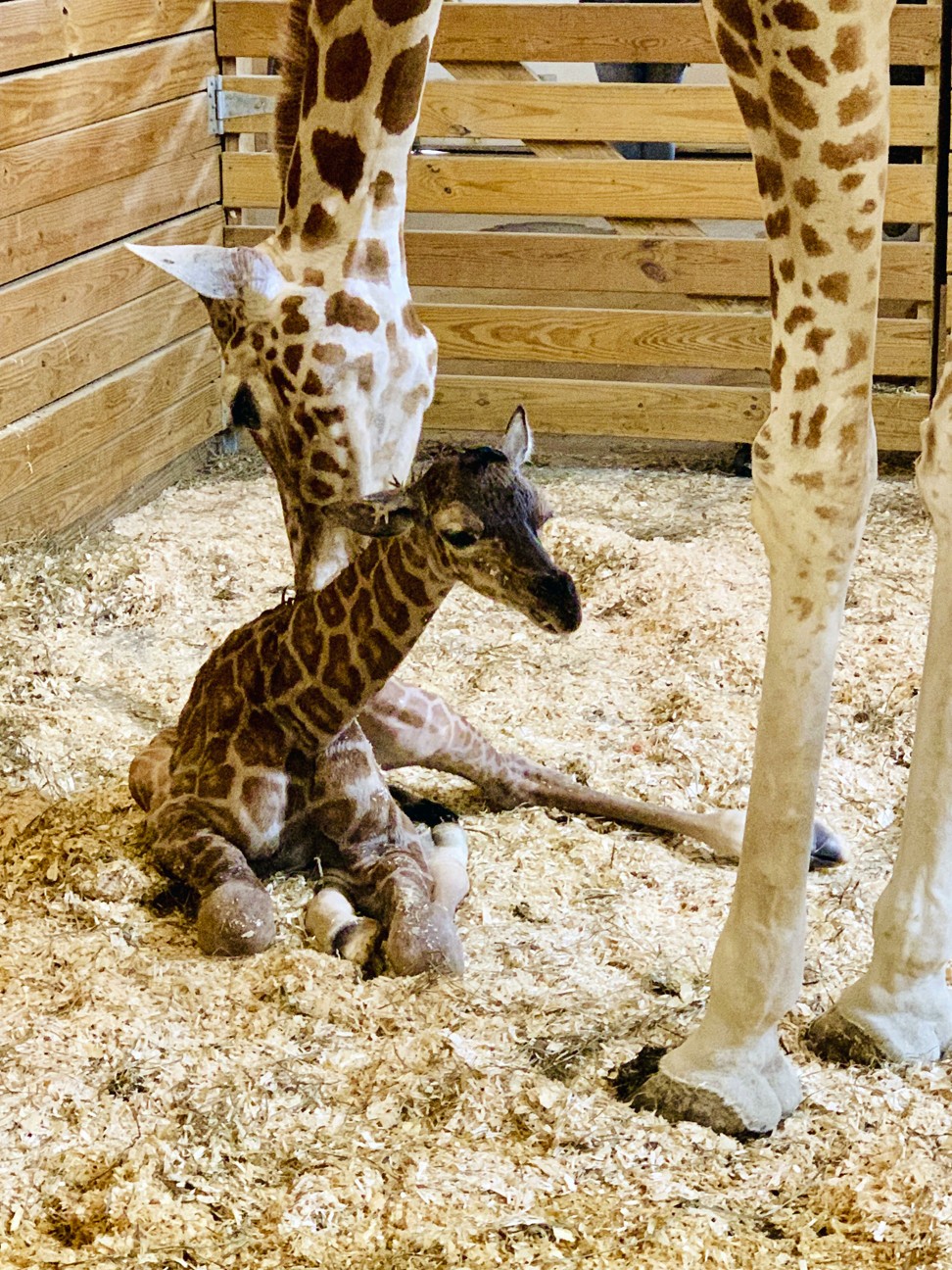 It’s a boy! New York zoo’s April the Giraffe gives birth again … live