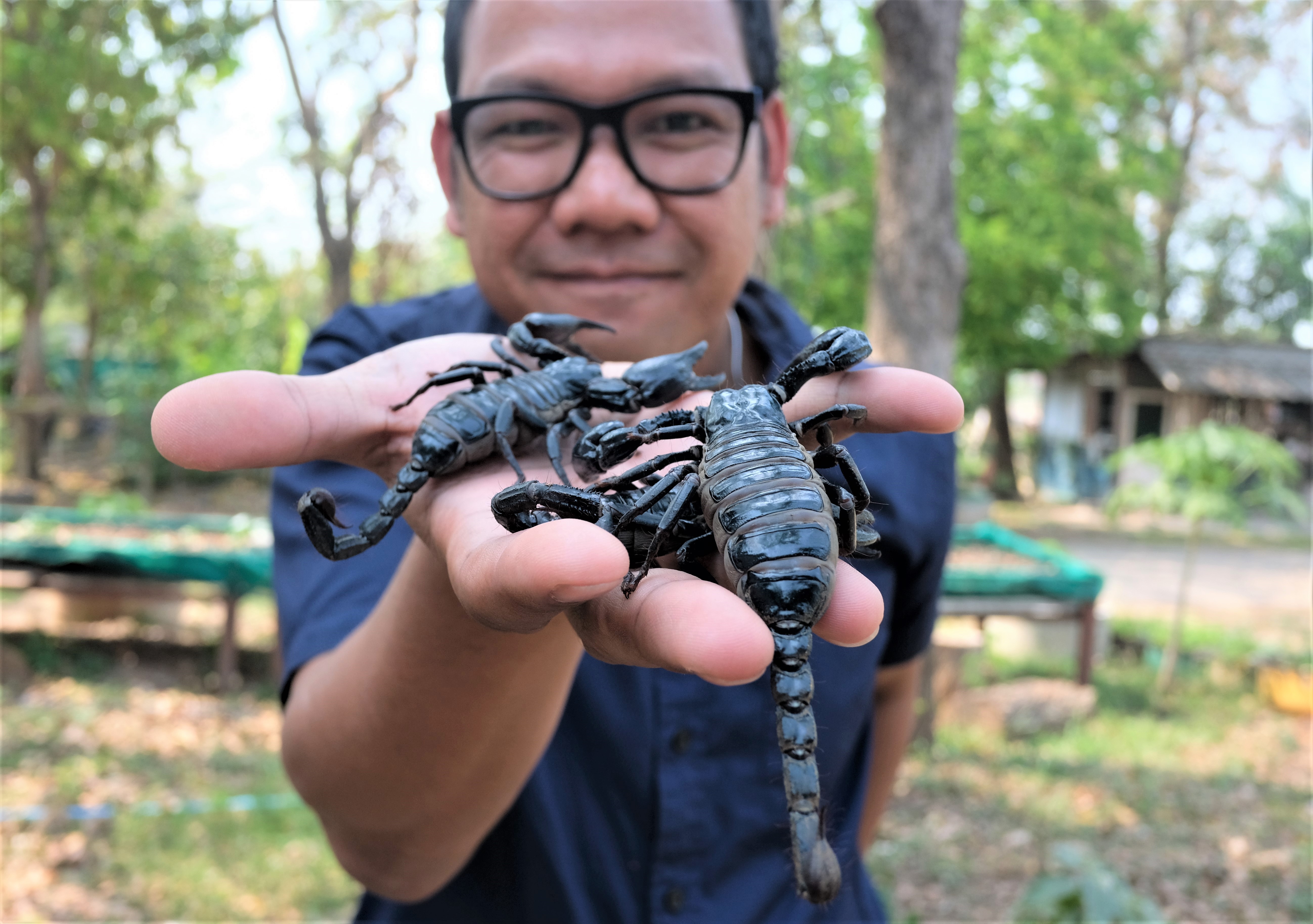 Danai Siriburee is a university lecturer who breeds scorpions for food. Photo: Tibor Krausz