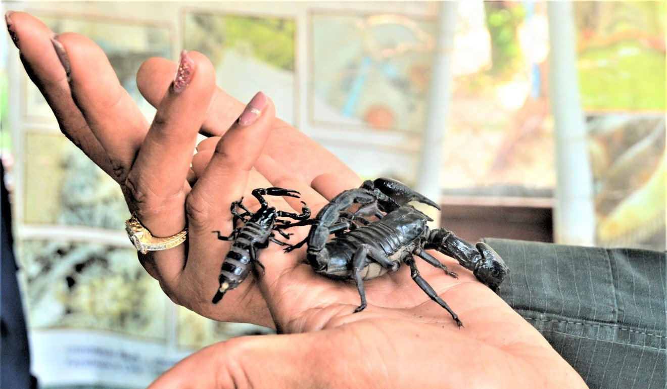 Meet Thailands Fearless Scorpion Hunters Who Feed Demand From