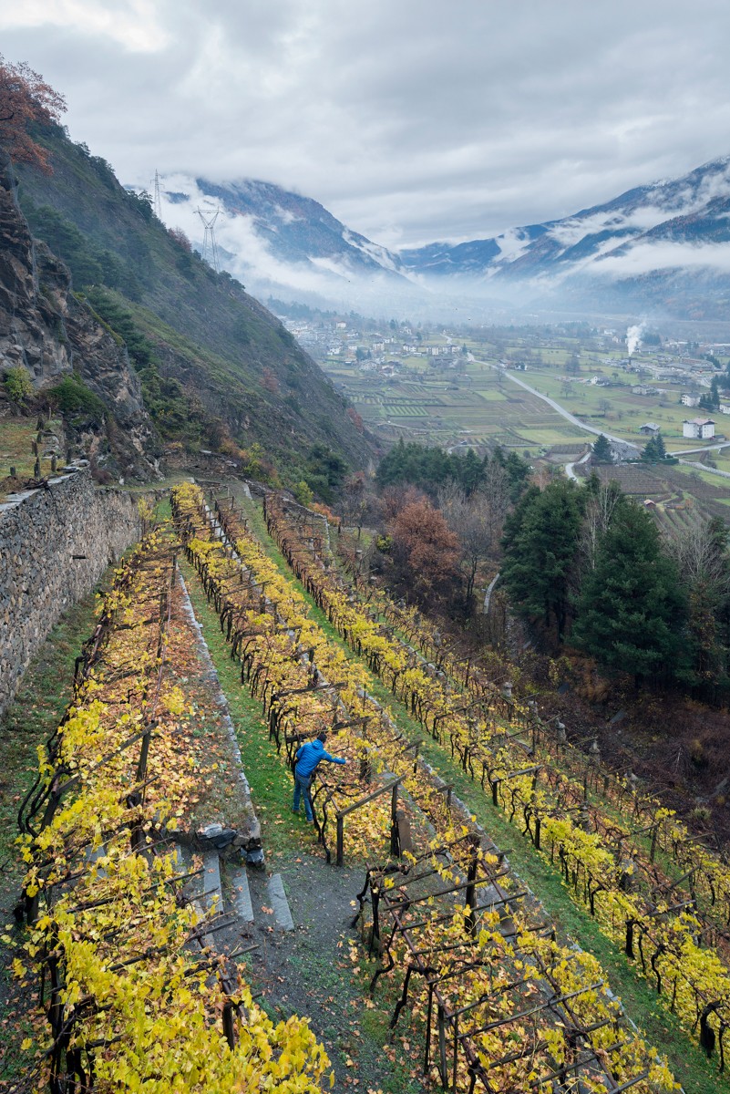 The ValléeValle d’Aosta DOC, which lies in the vicinity of Mont Blanc, is Italy’s smallest wine region, with Switzerland bordering on the north, Piedmont in the south and France in the west. Located in the foothills, and home to Cave Mont Blanc.