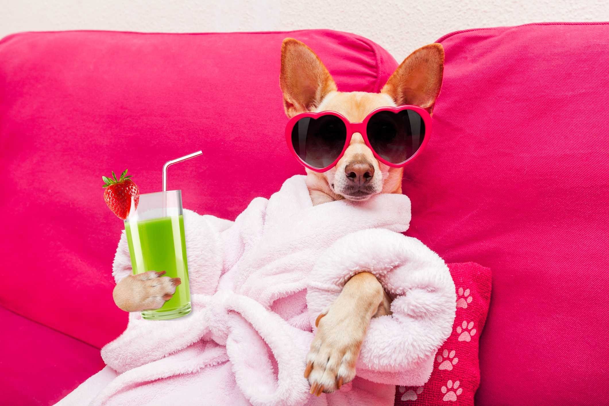 Our favourite four-legged friends are just like family, so if you want to give them the best of everything – including their own luxury hotels and pampering treatments – now you can. Photo: iStock