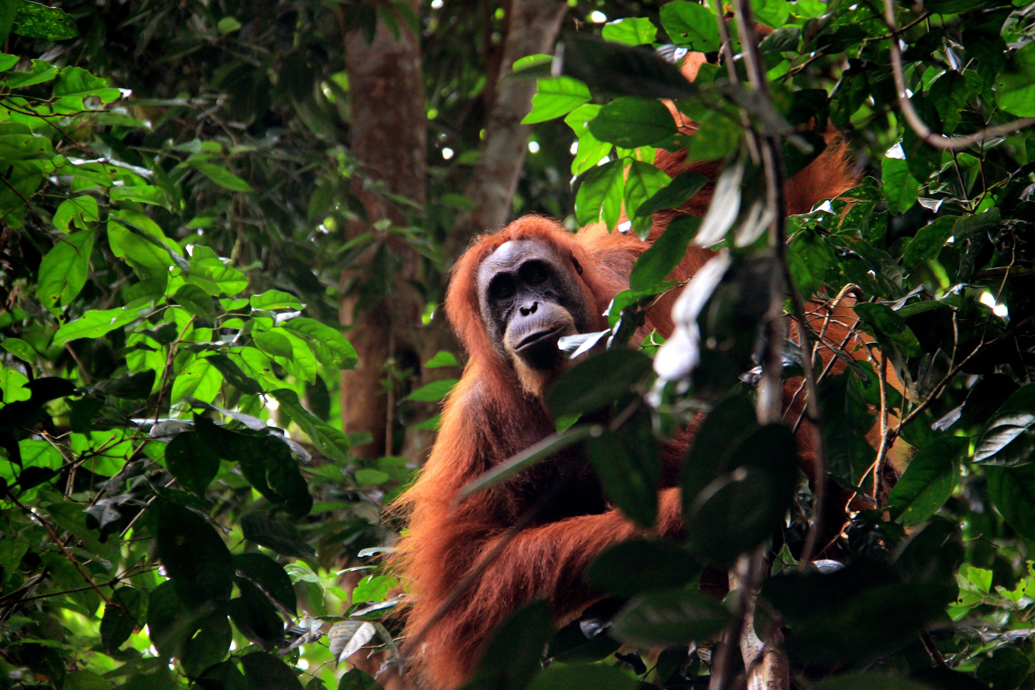 Green activists vow to keep fighting Indonesia dam project that could wipe out rare ape