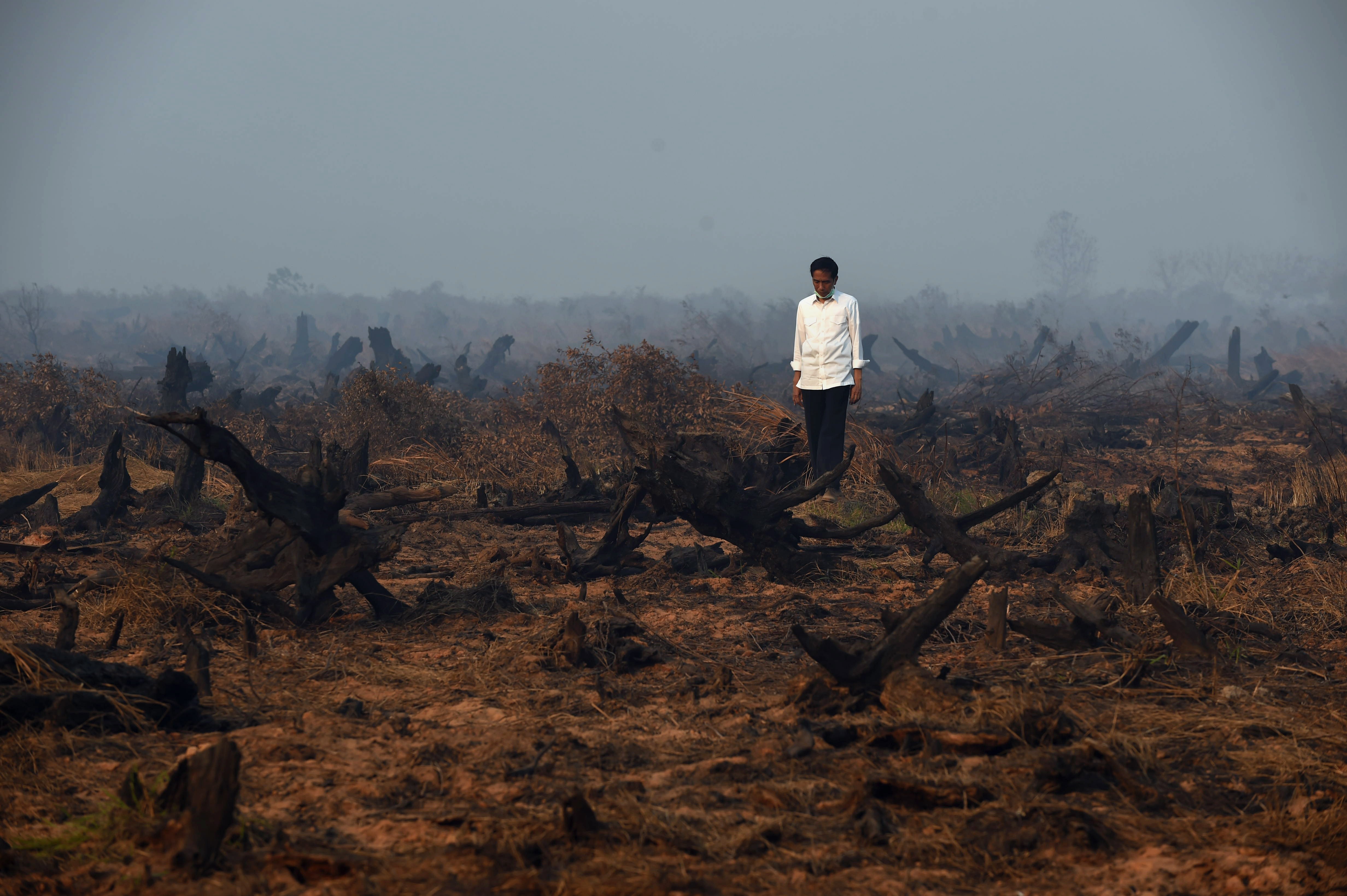 Indonesian President Joko Widodo inspects a peatland clearing that was engulfed by fire in southern Kalimantan in September 2015. Such fires, often started to clear forest for plantations, are the cause of seasonal haze in the region, a recurring problem for Indonesia and its neighbouring countries. To meet its new targets on carbon emission reduction, Indonesia must fully enforce forest protection laws. Photo: AFP