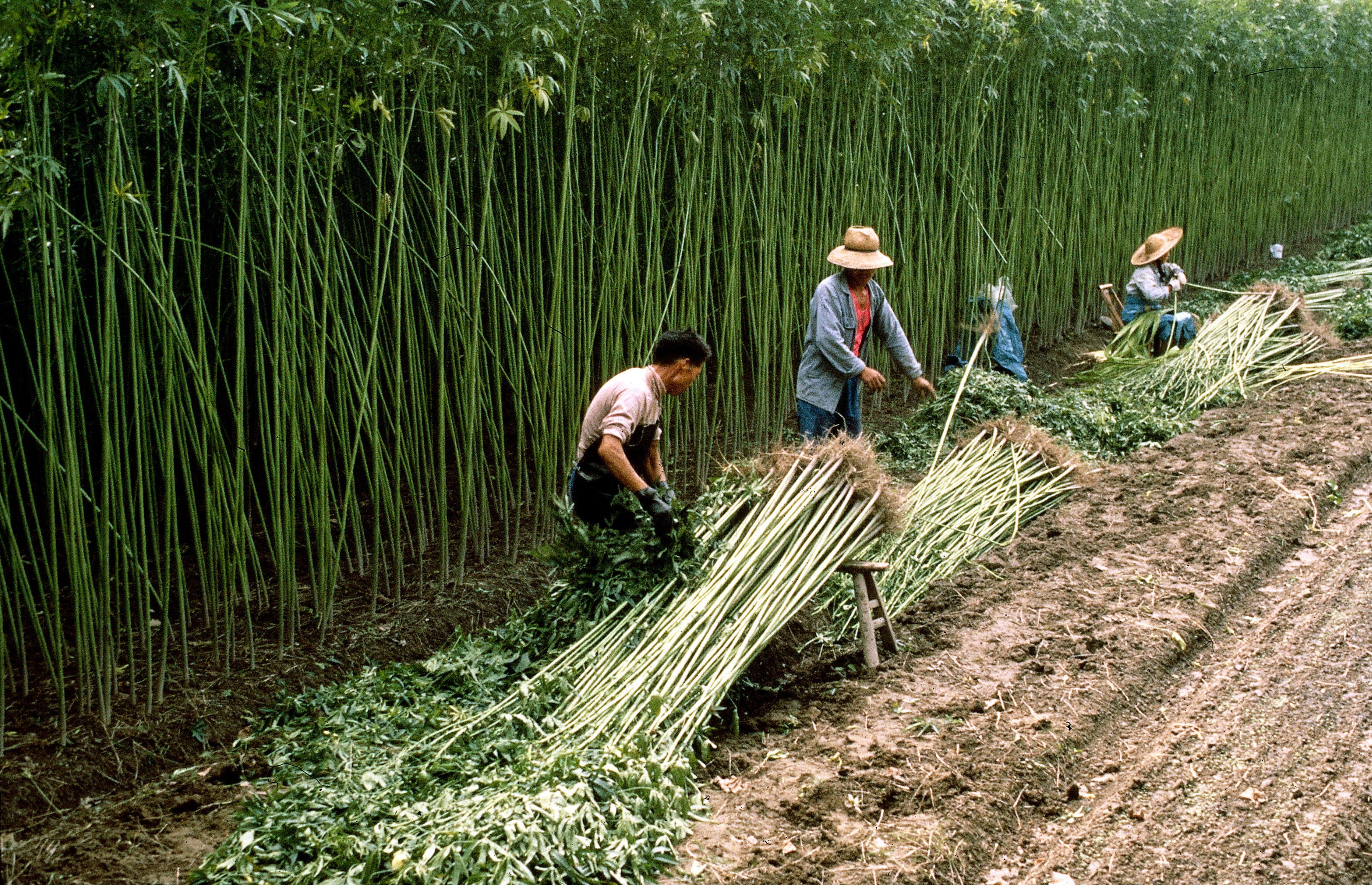 Mania For China S Hemp Related Companies Prompts Stock Regulator To Crack Down South China Morning Post