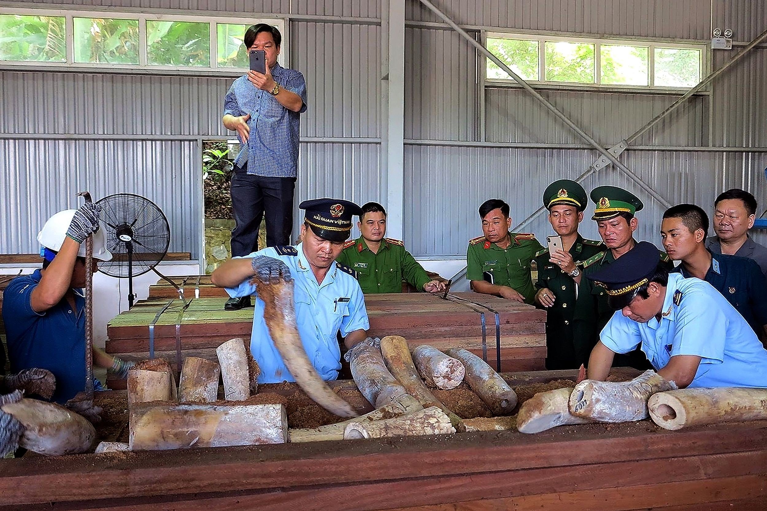 Vietnamese customs officials inspecting seized suspected ivory inside a timber shipment in a warehouse in Danang. Photo: AFP