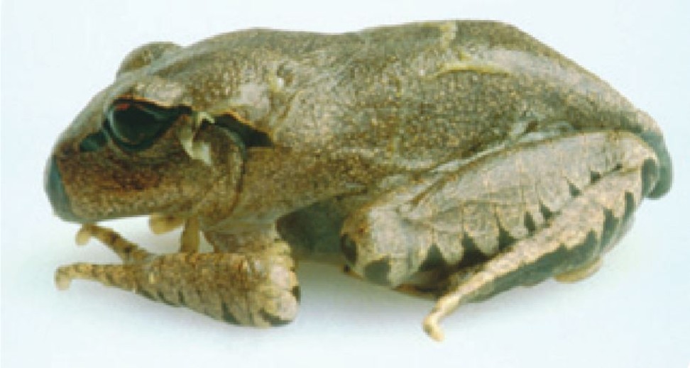 A frog showing symptoms of the terminal stages of chytridiomycosis, including half-closed eyes and an accumulation of cast-off skin. Photo: Australian Department of the Environment / Lee Berger