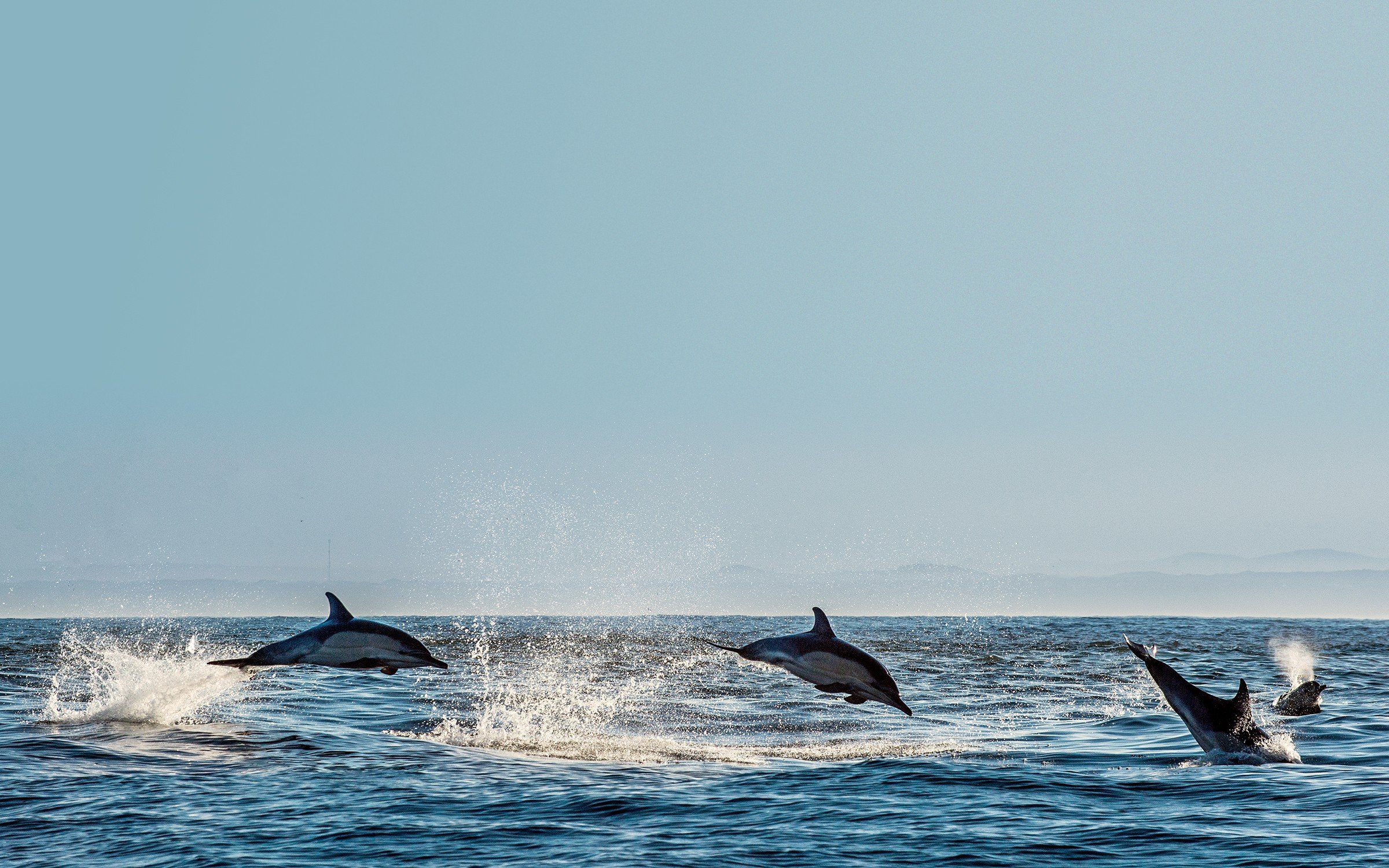 Dolphins belong in the sea, not in aquariums. Photo: Shutterstock