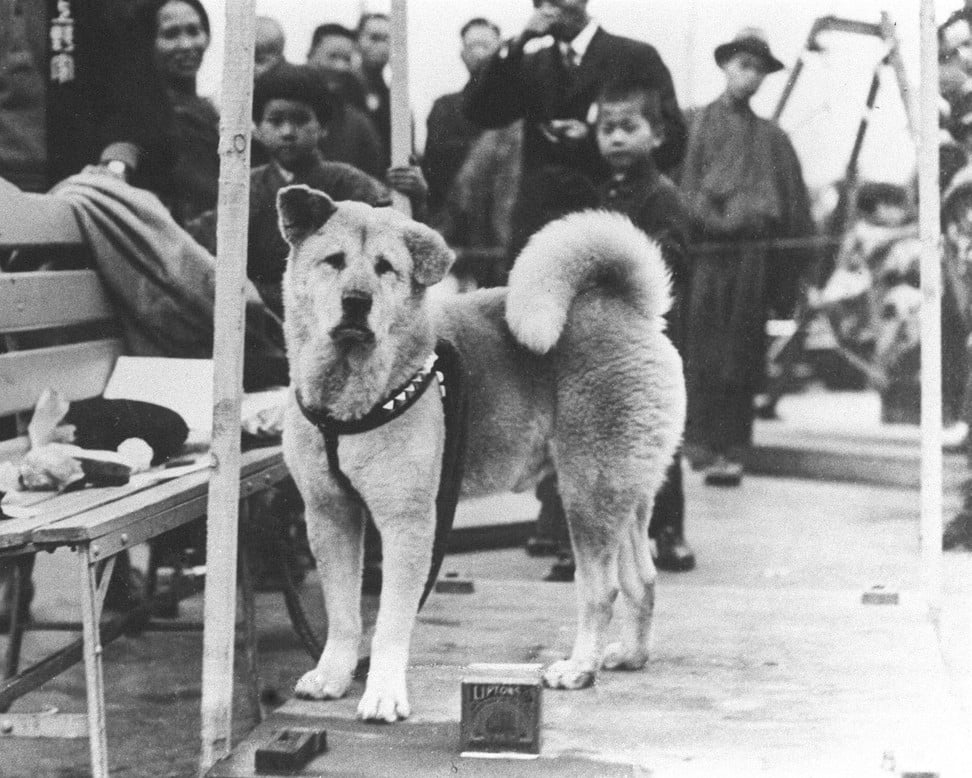 Akita dog honoured by Japanese police for saving the life of an elderly