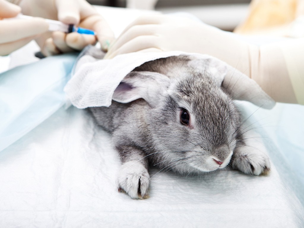 The Gansu Province National Medical Products Association’s announcement that post-market testing for finished imported and domestically produced cosmetic products will no longer involve animal testing. Photo: Cosmetics China Agency