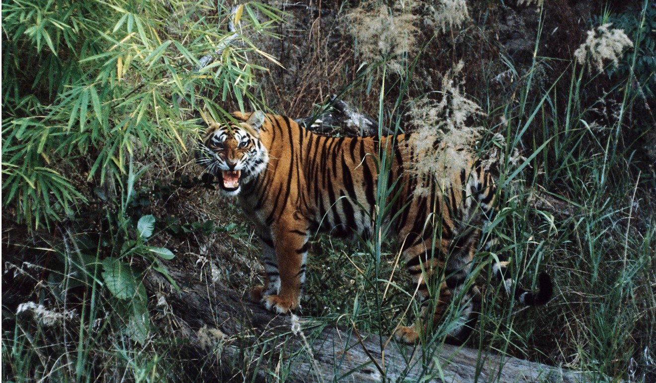 India’s tiger population is expected to increase this year. Photo: Alamy