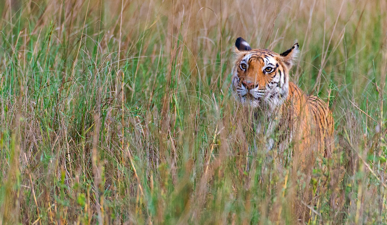 A Bengal tiger in the tall grass in Kanha National Park, India. Photo: Alamy