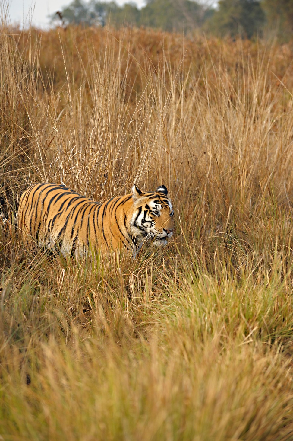 A male tiger in Kanha national park. Photo: Alamy