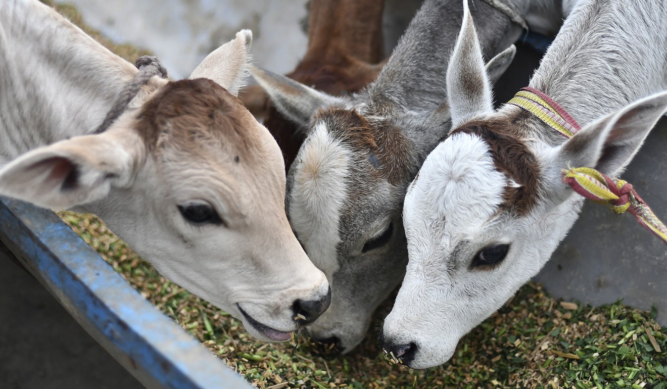 Tethered calves feed from a trough at a cow shelter in Aligarh, Uttar Pradesh. Photo: Bloomberg