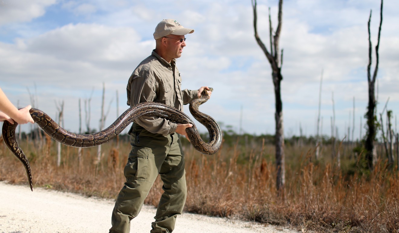 Snake hunters capture largest python in Florida Everglades by attaching ...