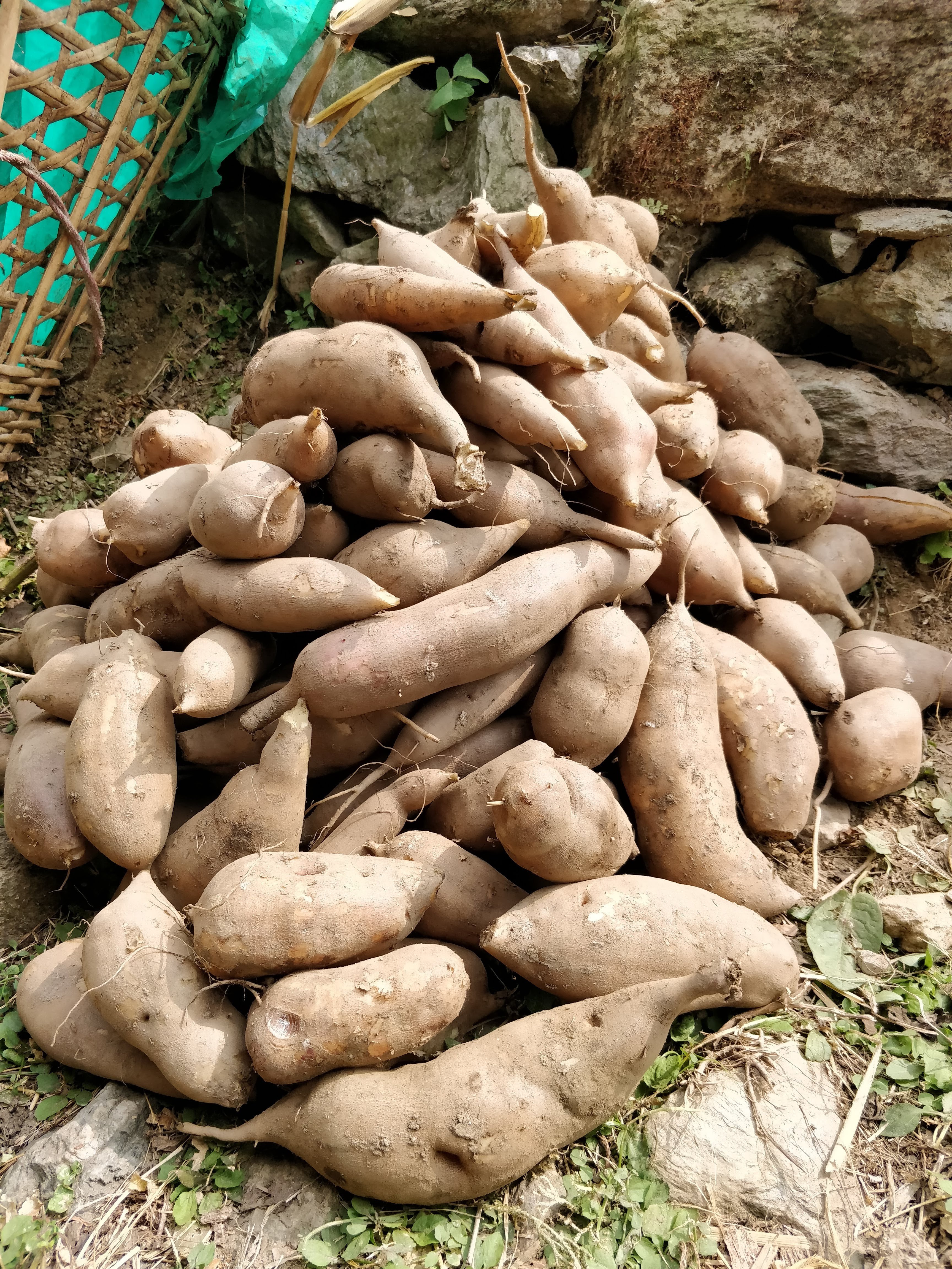 Freshly harvested yacon. The tuber tastes sweet, but has few calories and is mostly indigestible by humans, making it ideal for dieters and diabetics.