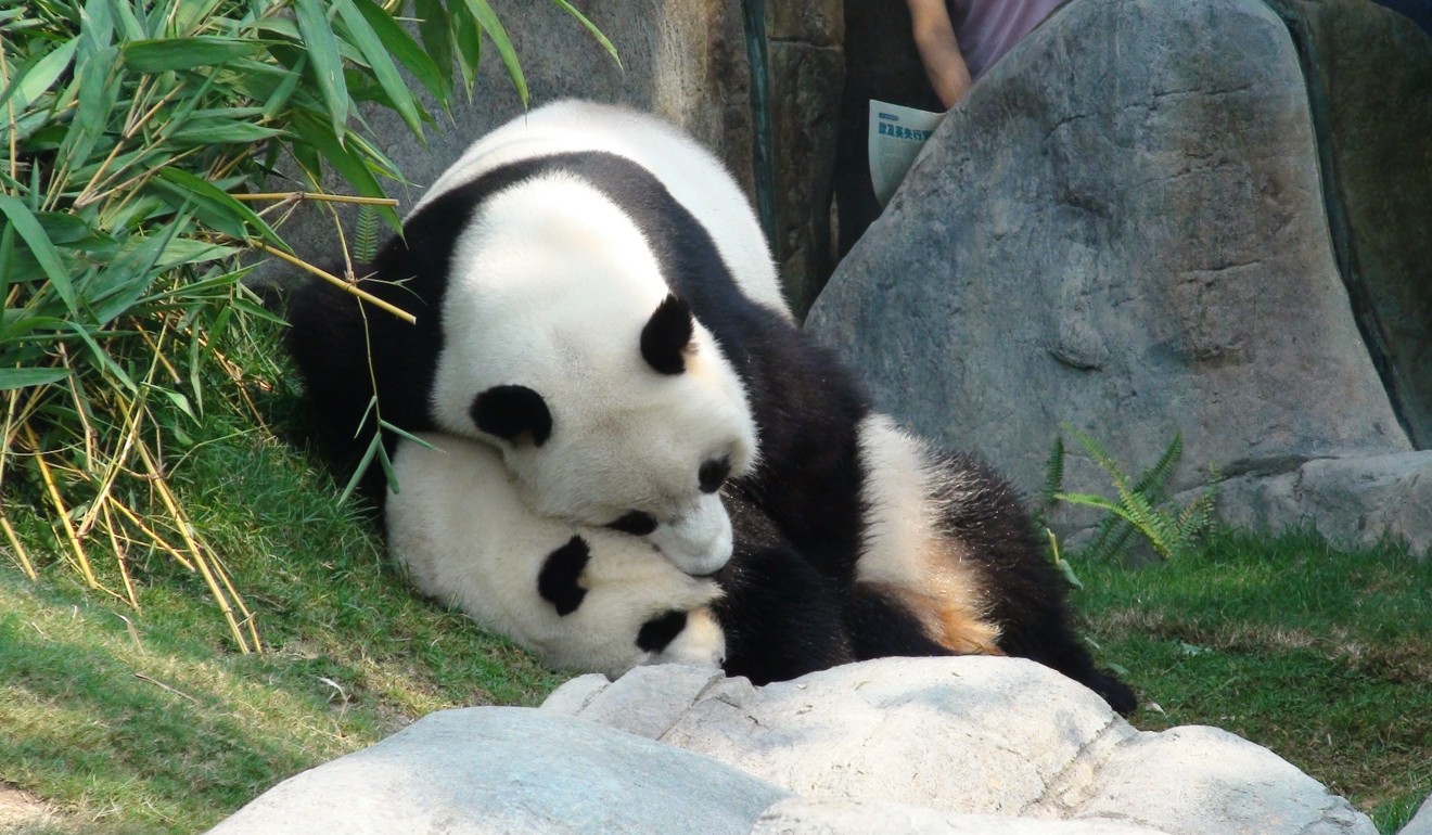 Pandas having. Pandas having