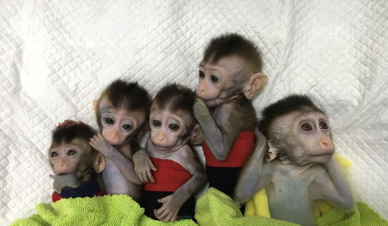 In January a team of scientists at a research institute in Shanghai raised ethical concerns when they cloned five macaques from a single gene-edited animal to study mental illnesses. Photo: EPA