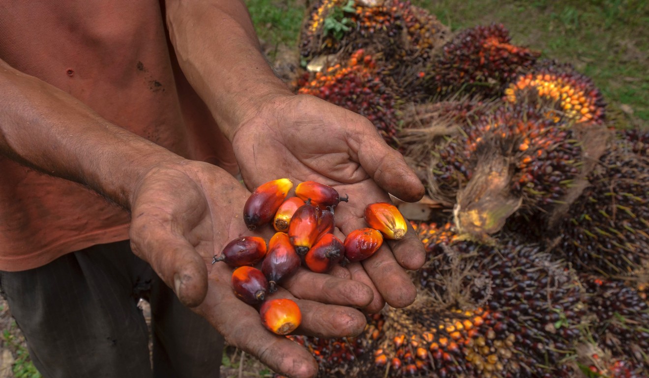 A palm oil farmer displaying palm oil seeds. Mahathir Mohamad says Malaysia will ‘take advantage’ of the ECRL agreement to sell more palm oil to China. Photo: AFP