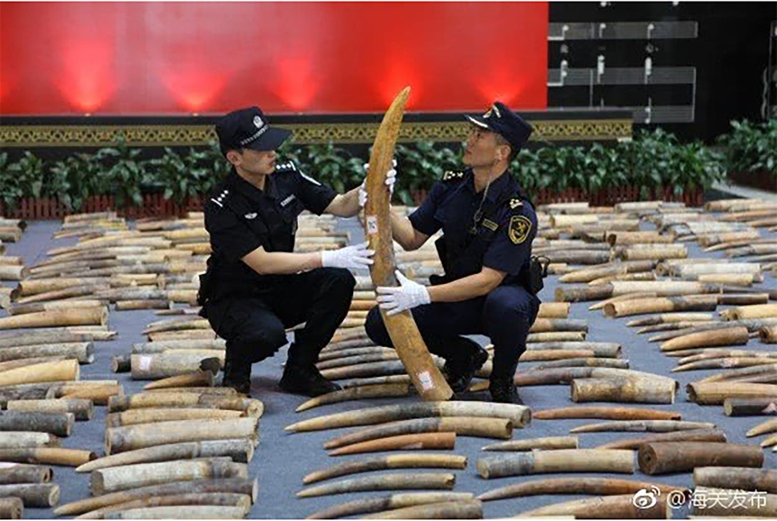 The haul of 2,748 elephant tusks was the biggest seizure of ivory handled by Chinese customs in recent years. Photo: Sina