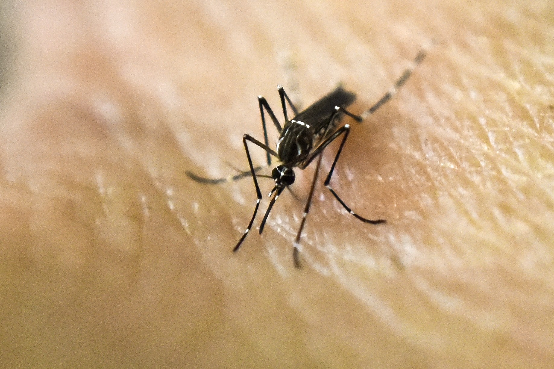 With climate change, disease-carrying mosquito species like Aedes aegypti are growing faster. While dengue is not endemic in Hong Kong, a record 163 cases were reported here in 2018. Photo: AFP