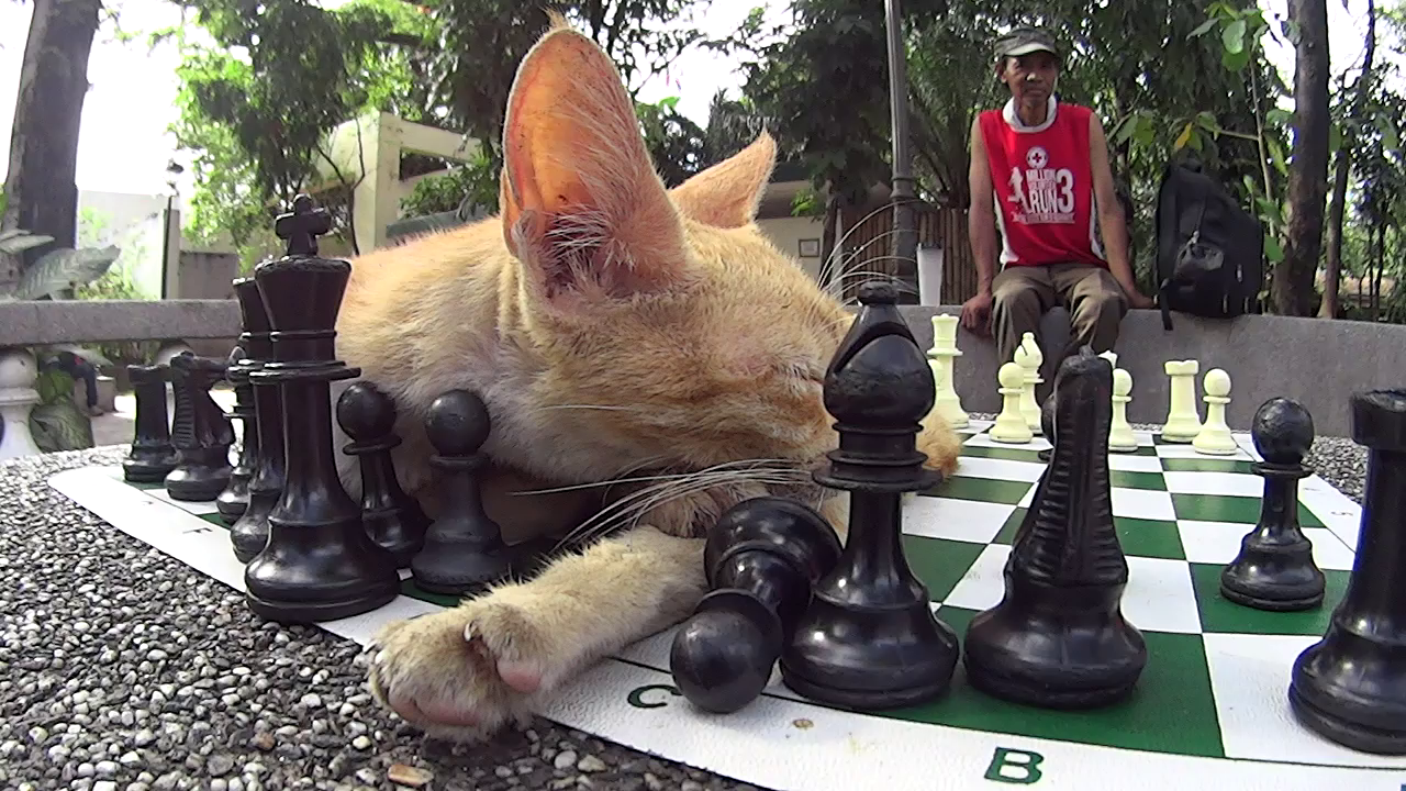 A stray cat stretches out on a table in Rizal Park’s Chess Plaza, Manila. Photo: SCMP/Ben O’Rourke