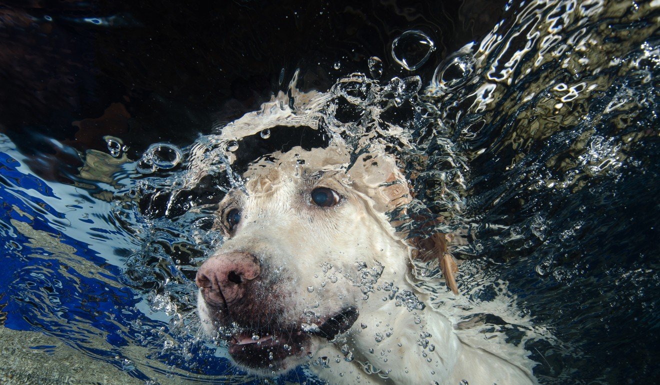Some dogs take to water while others need encouragement. Photo: Shutterstock