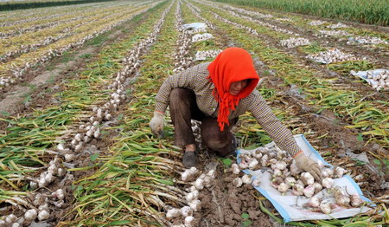 A garlic farmer works her land in Jinxiang county of China's Shandong province. China’s massive population and shrinking arable land makes food imports a major concern. Photo: Xinhua
