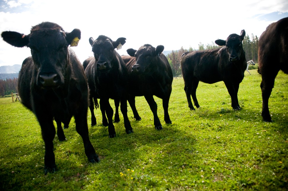 Devil’s Thumb Ranch, in Colorado, has about 170 head of Wagyu cattle. Photo: Devil's Thumb Ranch, Resort and Spa