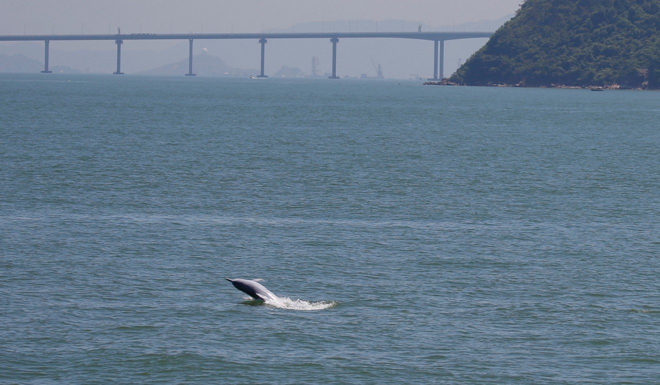 A Chinese white dolphin spotted at the mega bridge. Photo: Reuters