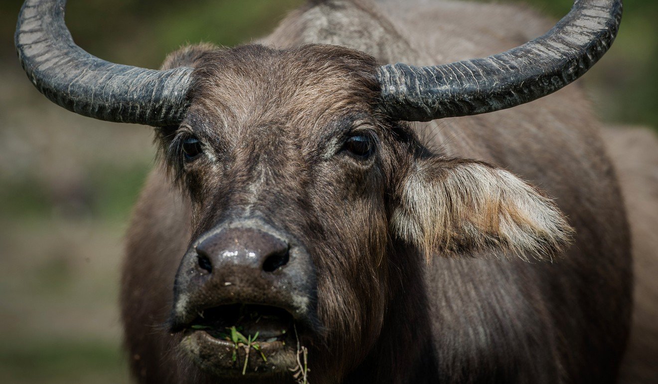 Lantau’s water buffalo population grew from animals bred for farming over the past three decades. Photo: AFP
