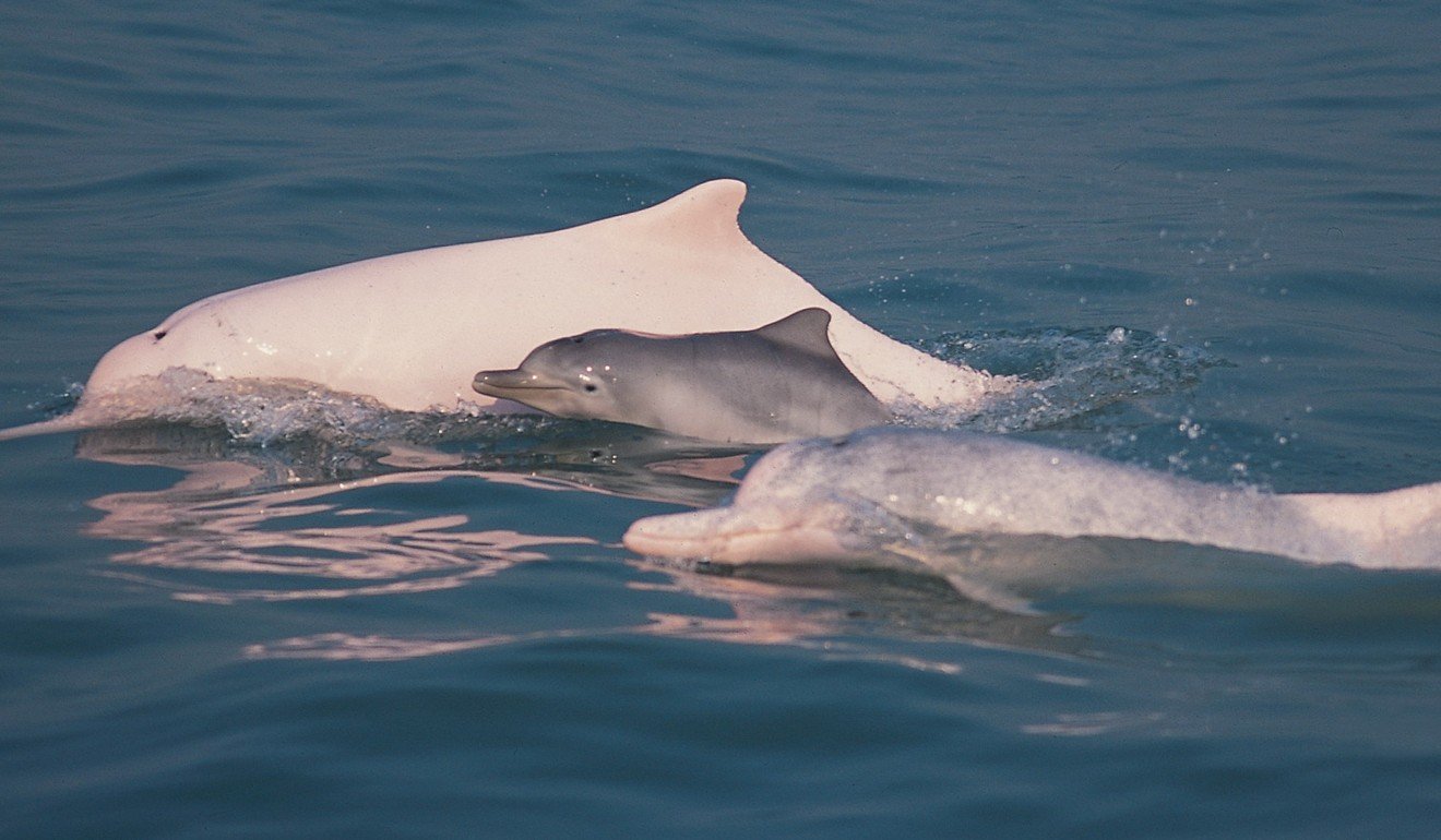 The dolphin species is recognisable by its distinct skin colour. Photo: Hong Kong Chinese White Dolphin Society