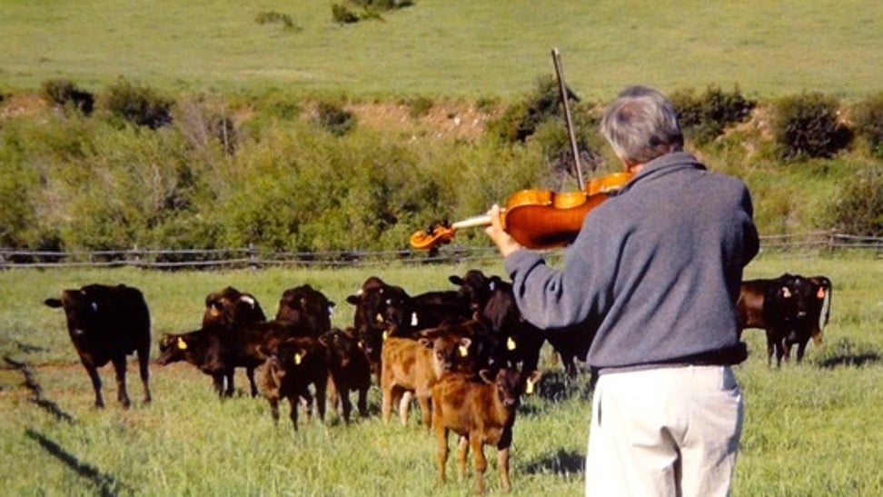 Musician Lawrence Dutton, of the Emerson String Quartet, in New York, plays to a herd of cattle reared for The Little Nell hotel in Colorado, in the US.